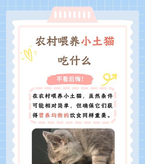 猫咪的饮食要点解析（了解猫咪饮食习惯及合理选择食物）