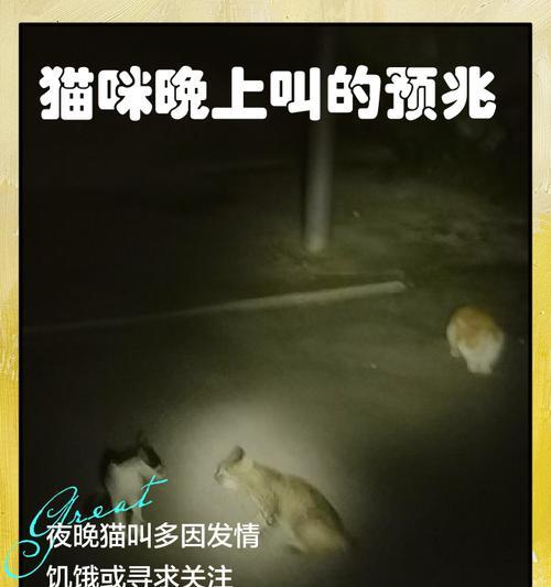 猫咪的夜间喵喵叫原因及应对方法（揭秘猫咪夜间喵喵叫的真相，提供有效的解决方案）