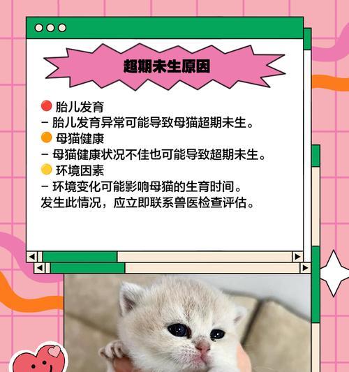 小母猫怀孕周期与注意事项（了解小母猫的生理周期，科学繁殖宠物猫咪）