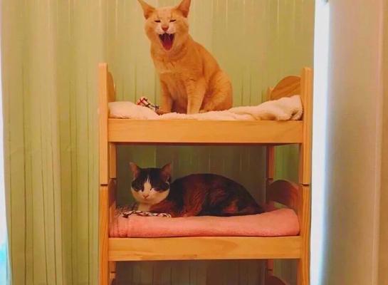 猫咪适应新家需要多长时间？（探讨猫咪适应新环境的时间及注意事项）