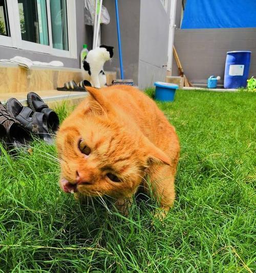 猫咪的天然草食（探索猫咪喜欢的草种类及其对健康的益处）