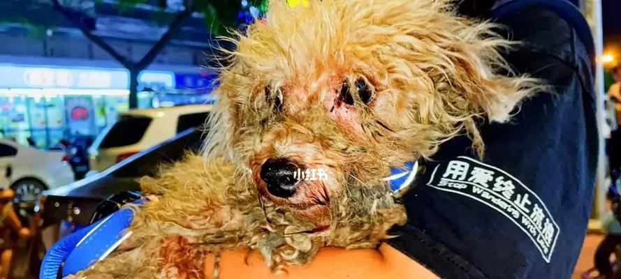 狗狗受烫伤后的康复时长（探究狗狗烫伤康复的关键因素和注意事项）