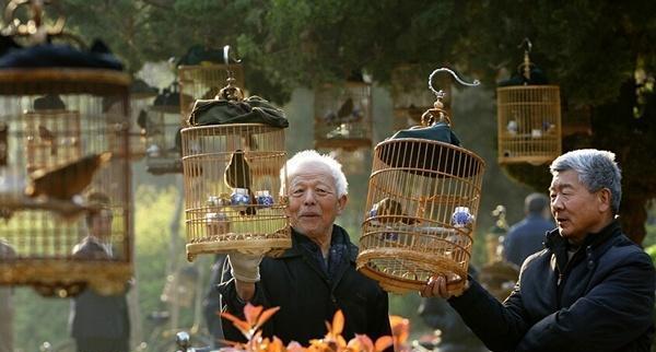 画眉要遛多久？（了解画眉的持续时间和关键因素）