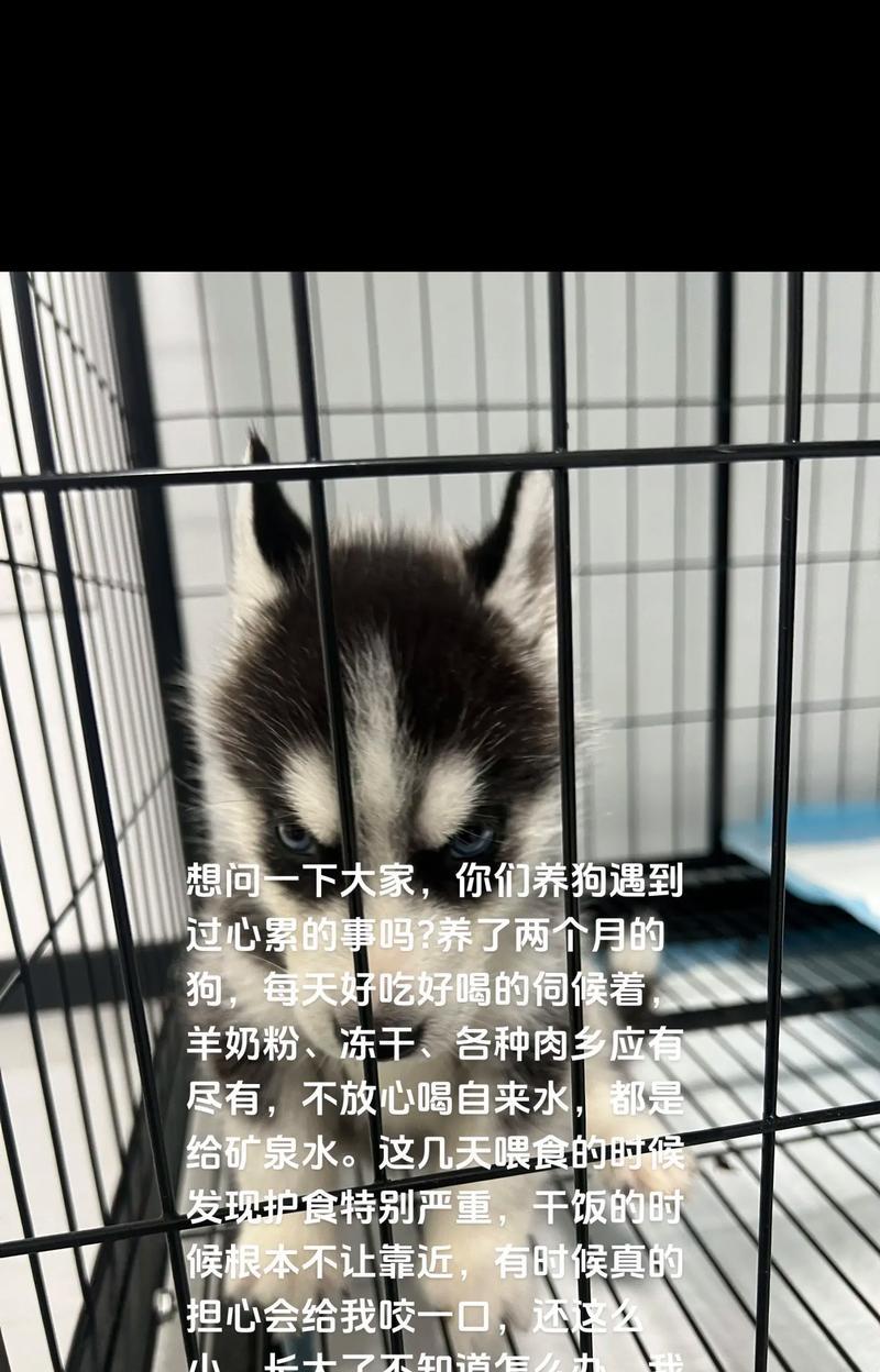 揭秘狗狗智商低行为，减轻养狗心累（狗狗行为智商低的体现及应对策略）