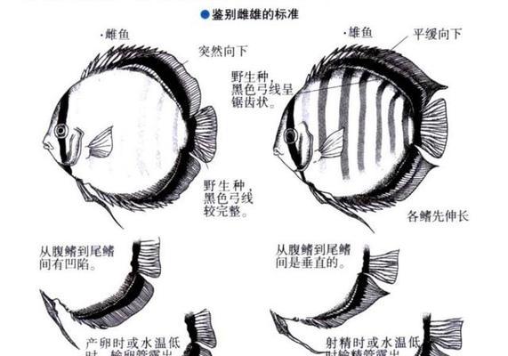 以七彩繁殖后多久喂食的最佳时机（喂食时间对七彩繁殖效果的影响及最佳喂食频率）