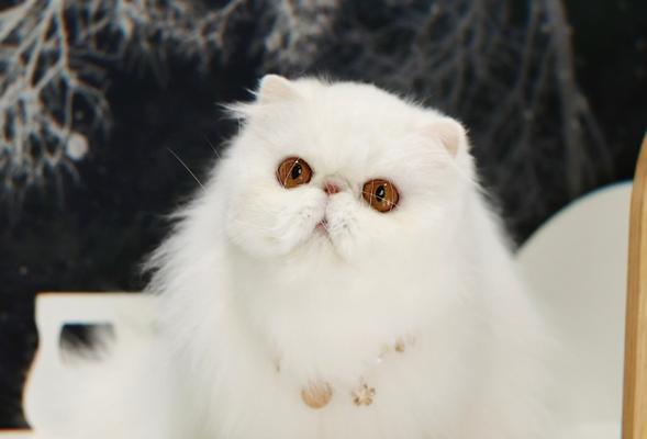 波斯猫与加菲猫（探寻波斯猫的独特魅力，揭秘加菲猫的亲和力）