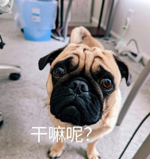 揭秘巴哥犬为什么臭？（教你几招轻松解决巴哥犬臭味问题）