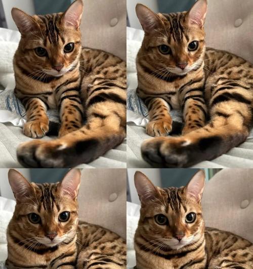 爱上孟加拉豹猫，买得起养不起？（探讨养孟加拉豹猫的费用与挑战）