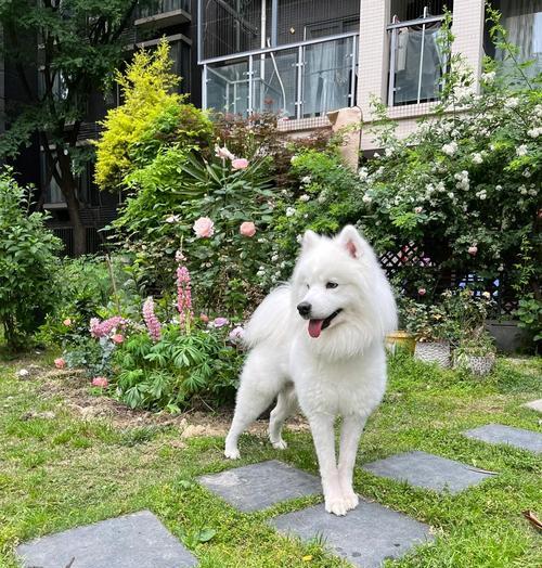 狗狗剃毛后多久才会长回来？（探究狗狗剃毛后毛发生长周期及影响因素）