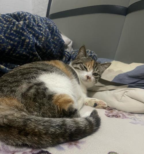如何合理安排每天的猫咪娱乐时间（优质互动时间的重要性及有效分配方法）