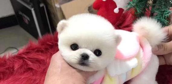 揭秘茶杯犬寿命之谜