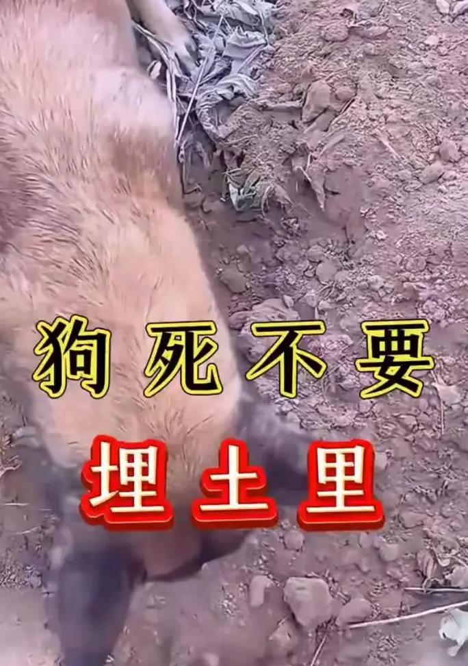 七种狗狗的濒临灭绝（了解我国的两种濒危狗狗品种以及其保护现状）