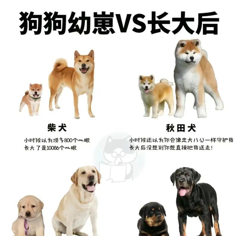 小巧可爱的迷你犬种（探索不会长大的狗狗世界）