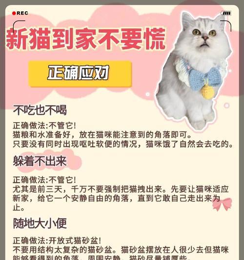 如何培养新到家的2个月大幼猫适应新环境的饮食习惯