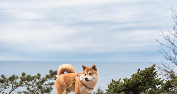 柴犬的9大特点（探寻柴犬的独特魅力）