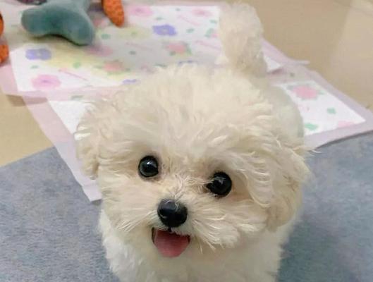如何选择一只优质的比熊犬？（比熊纯种的几大特征及如何辨别真伪）