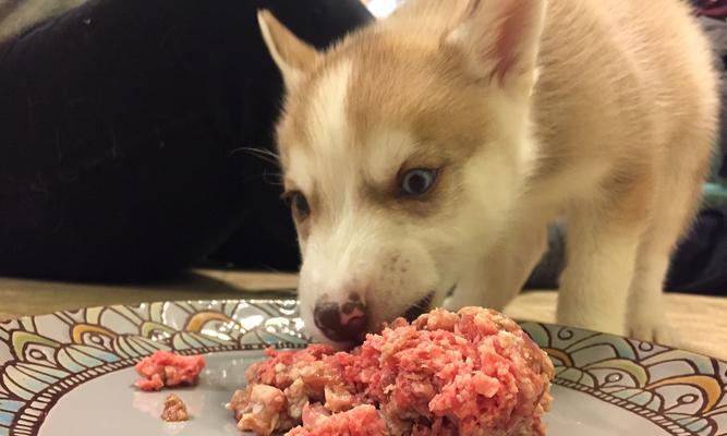 为狗提供生肉饮食的正确冷冻时间（确定生肉给狗冷冻时间的关键因素及具体指导）