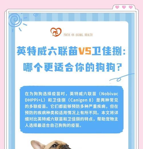 狗疫苗的防护期限及（了解狗疫苗的有效保护期限及预防措施）