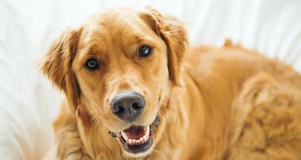 选择金毛犬，享受众多好处（理解金毛犬的优势与魅力）
