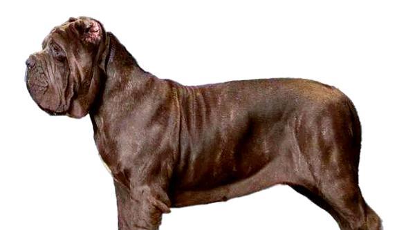 大型犬中不具攻击性的品种推荐（和善友好、适合家庭养育的大型犬种）