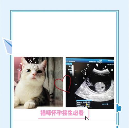 猫咪怀孕期间的注意事项（关注猫咪的健康和幸福，细心照顾即将到来的新生命）