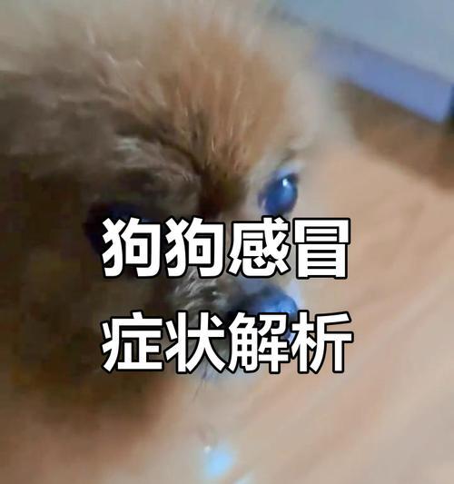 狗感冒（狗感冒康复时间与病情严重程度有关）