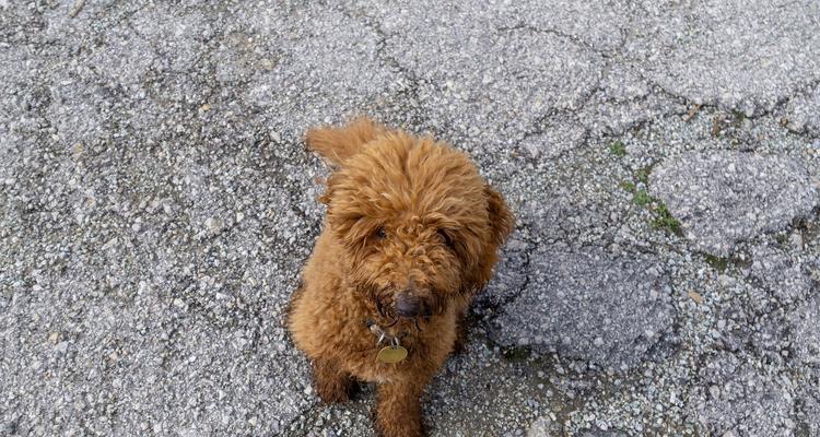 养泰迪犬的好处及判断是否为老狗的方法（探索泰迪犬饲养的益处，教你如何识别老年泰迪）
