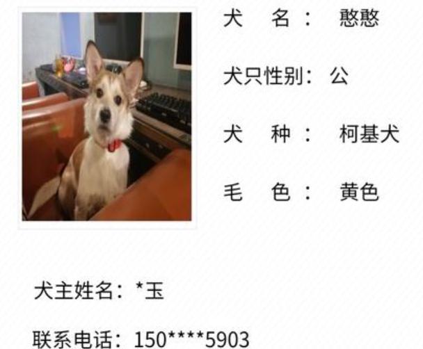 网上办理犬证的时间要求及流程（了解办理犬证所需时间，方便快捷的在线申请）
