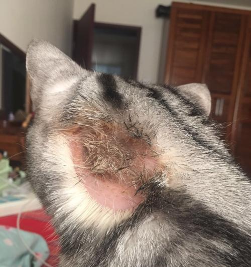 猫癣——症状、诊断与治疗（了解猫癣的症状，及时诊断和有效治疗）