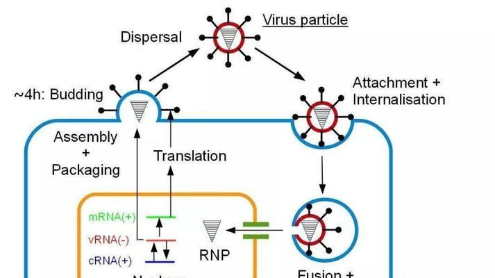 细小离开宿主的生存能力及存活时间的研究（揭示微生物细小的生存策略及对人类健康的影响）