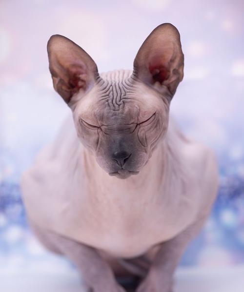 没有毛的猫品种大全（探索世界上各种没有毛的猫的品种及特点）