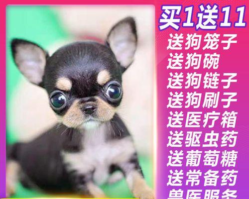 吉娃娃幼犬的饮食需求及注意事项（如何为可爱的吉娃娃幼犬提供健康的饮食）