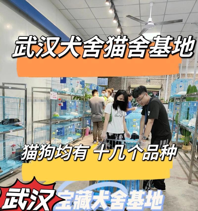 武汉的狗狗天堂——探索狗狗友好的景点和设施（武汉市区提供给狗狗的乐园，带您一起享受天伦之乐）