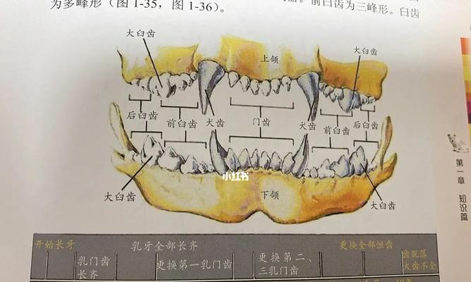 狗猫牙齿问题（了解宠物牙齿的健康状况及其治疗方法）
