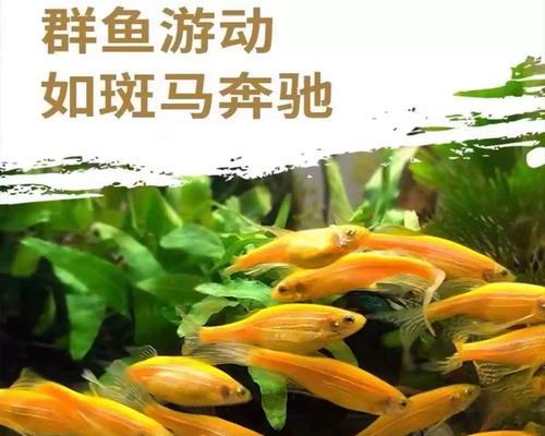 热带观赏鱼论坛（热带观赏鱼爱好者的交流平台）