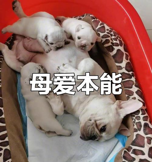 狗狗生完宝宝后的喂奶时间掌握（了解狗狗生完宝宝后的喂奶时机和方法）