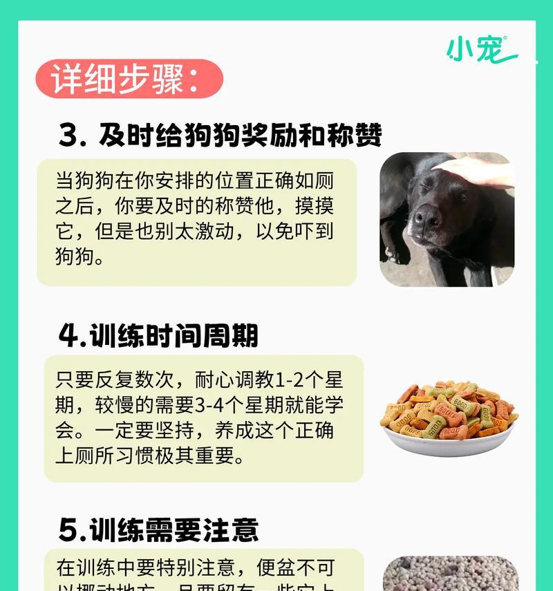 训练狗狗定点上厕所的有效方法（以主人引导为主，让狗狗养成良好的大小便习惯）