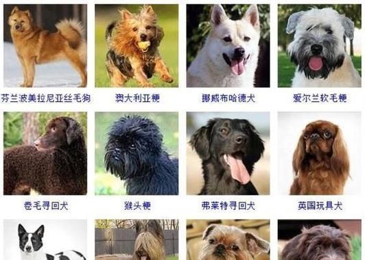 农村狗的品种及名称（探索农村狗的多样性）