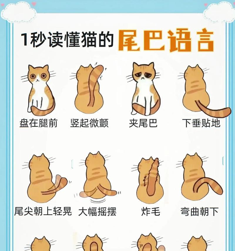 如何读懂猫咪的身体情况？（掌握猫咪体温分析的关键，了解宠物健康）