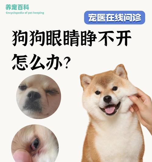 刚出生的狗狗睁眼需要多长时间？（探索狗狗睁眼的奇妙过程）