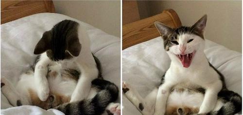 猫咪（了解猫咪后的重要事实）