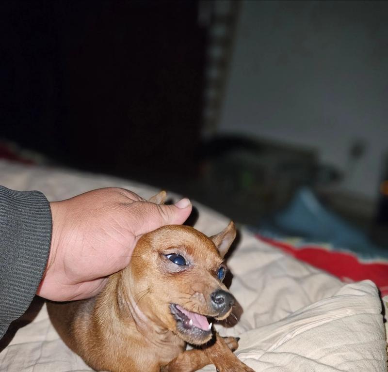 饲养小鹿犬的注意事项（培养健康快乐的小鹿犬生活）