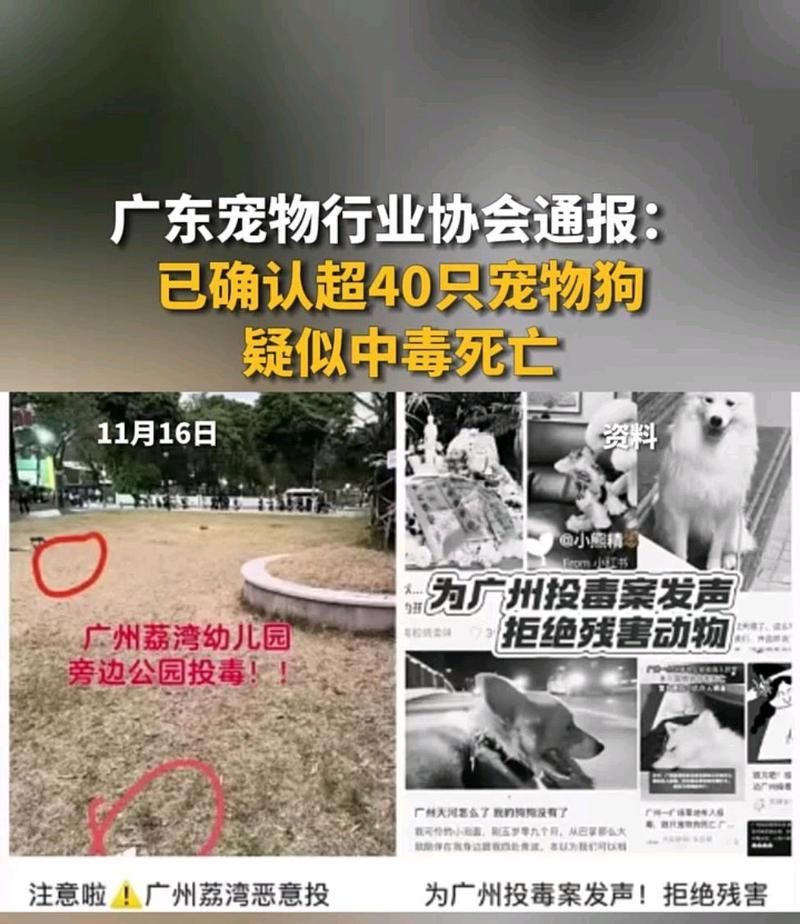狗中毒后生死定数的时间是多久？（了解狗中毒的时间窗口和救治紧急性）