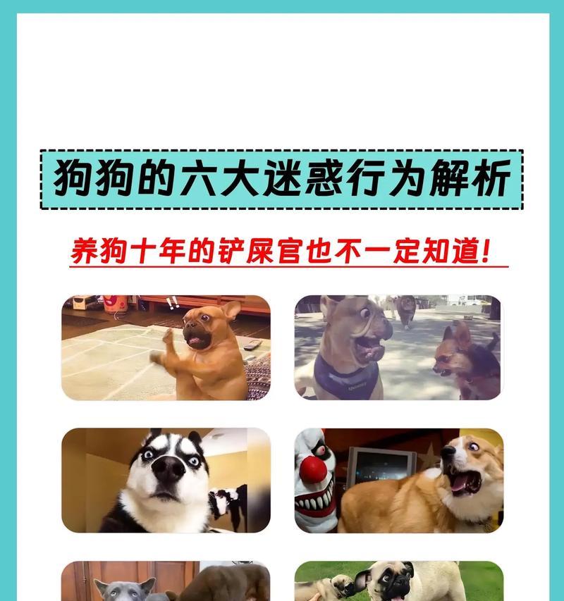 狗的天生游戏行为（探究狗的天性玩耍特点与行为习惯，揭秘狗狗玩耍的内心世界）