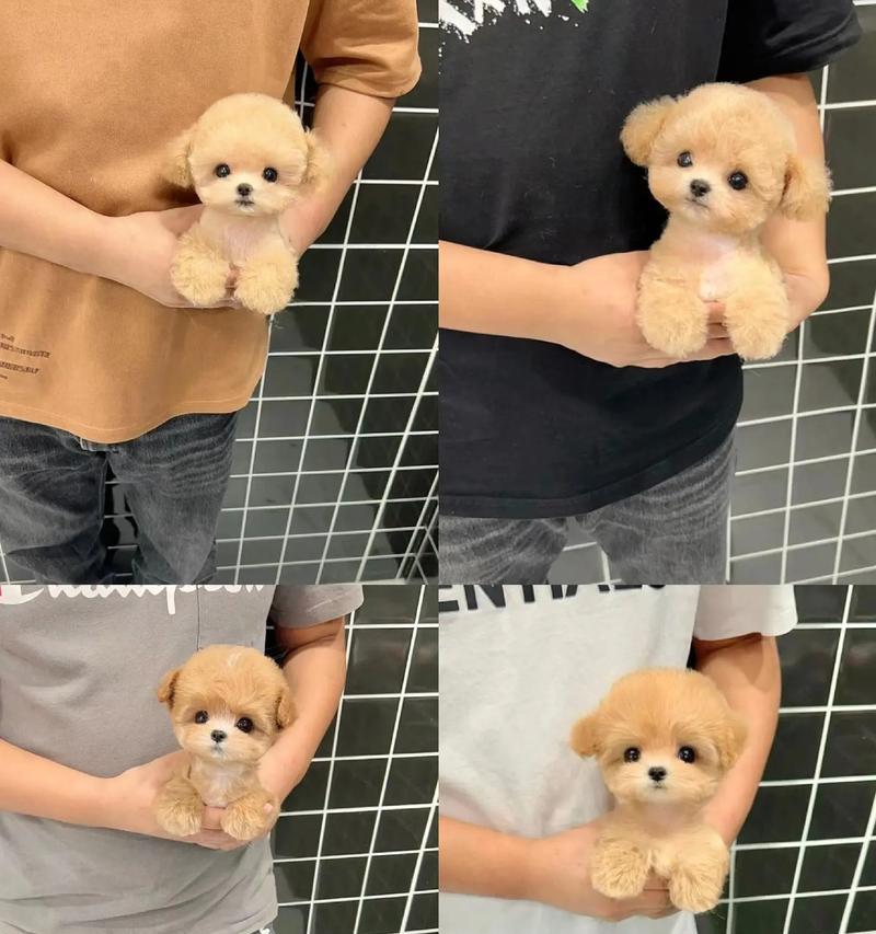 泰迪打完第一针疫苗后的洗澡时间掌握（泰迪打完第一针疫苗后适宜洗澡的时间和注意事项）