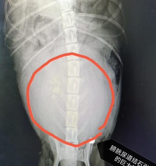 狗手术后排泄时间与注意事项（狗手术后排泄情况解读及护理指南）