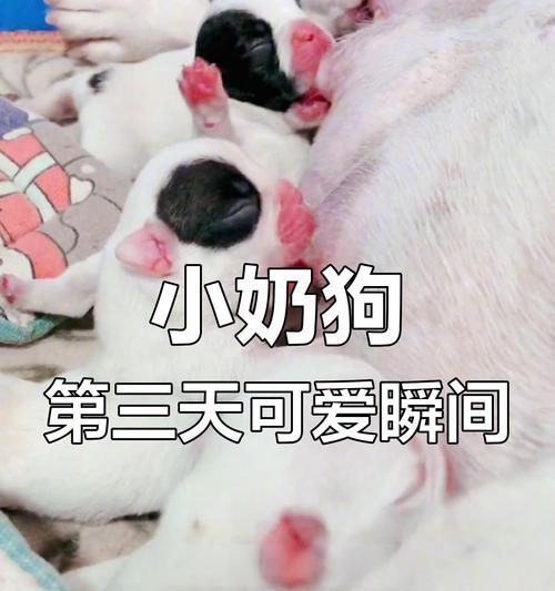 小狗出生后多久开始吃奶？（新生小狗的饮食需求和发育阶段）