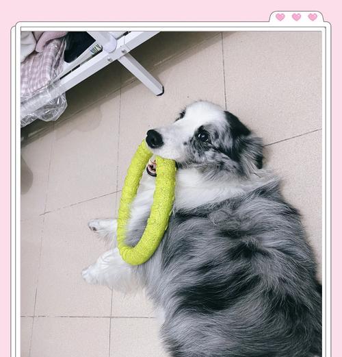 小狗拉稀后多久打疫苗？（宠物犬拉稀后打疫苗的最佳时机及注意事项）