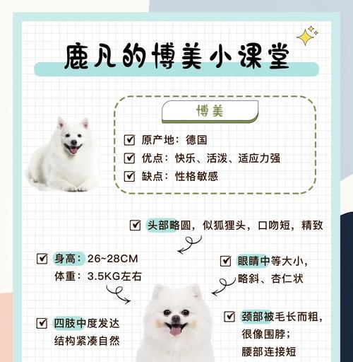 如何护理博美的毛发（打造博美毛发的健康与美丽）