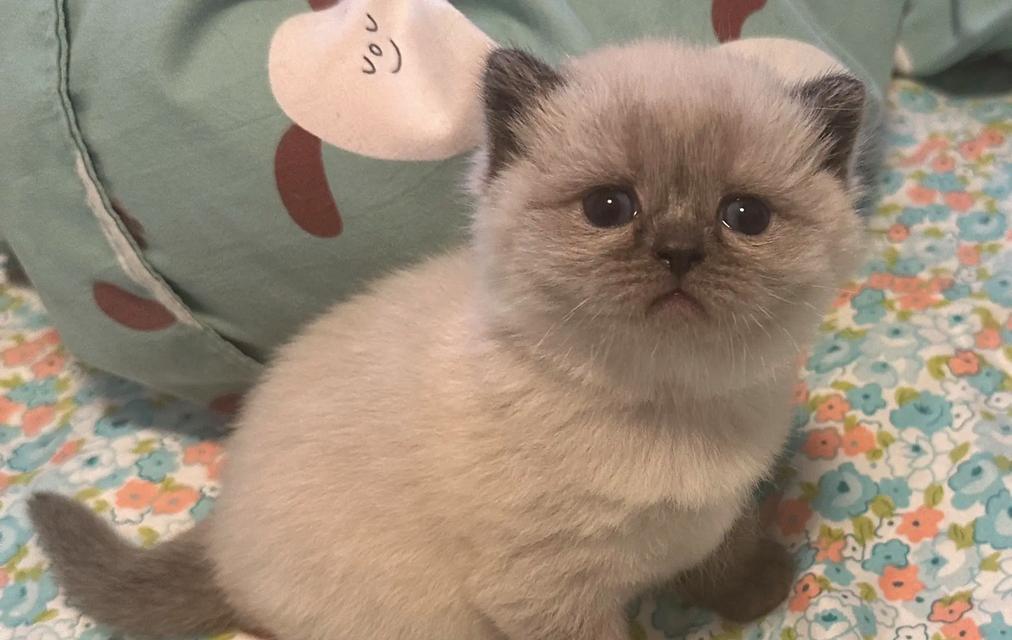 如何科学喂养2个月的小奶猫（宝宝猫的饮食需求和养育方法全解析）